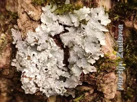 [Parmeliaceae]